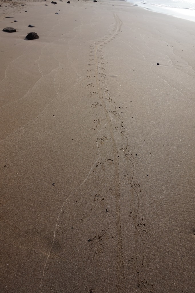 Iguana tracks in the sand